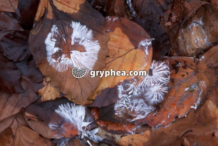 Mycélium de la litière (Hétraie) - gryphea.com